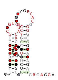 <i>aspS</i> RNA motif
