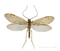 Rhyacophila dorsalis (Trichoptera)