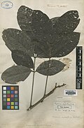 Racaria sylvatica Aubl.  = Talisia sylvatica (Aubl.) Radlk.  BM000838016.jpg