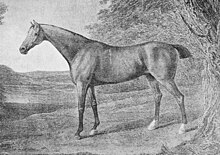 Racehorse Penelope.jpg