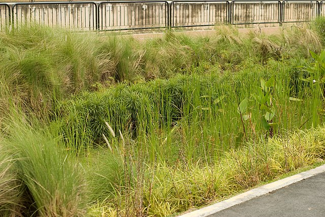 Rain garden