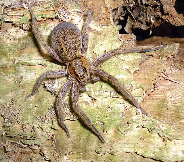 Description de l'image Rangatira spider.jpg.