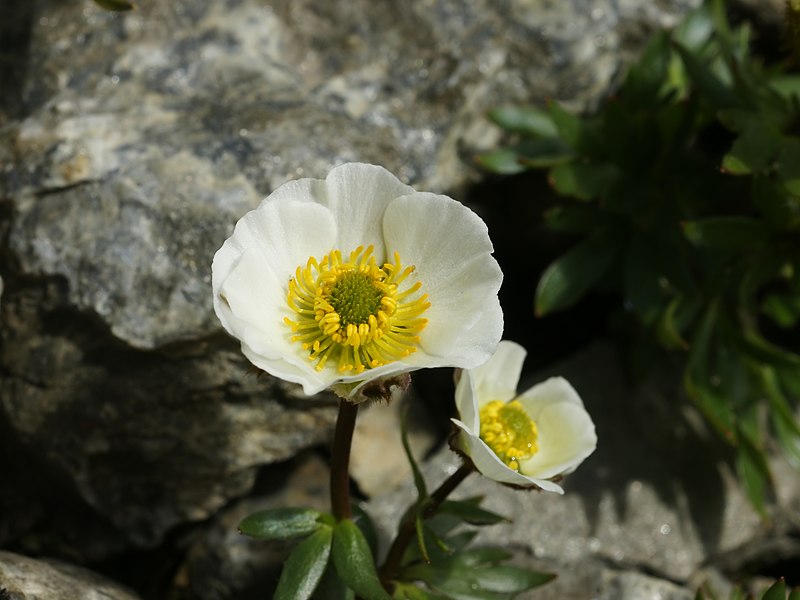 File:Ranunculus glacialis (flower).jpg