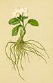 Ranunculus parnassifolius Atlas Alpenflora.jpg