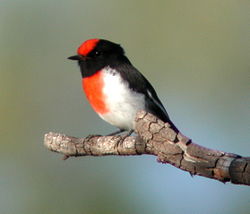 Red-capped Robin mulgaview.JPG