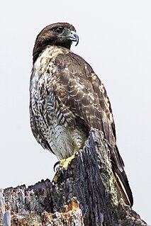 Alaska red-tailed hawk