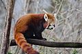 Red Panda (16063383744).jpg