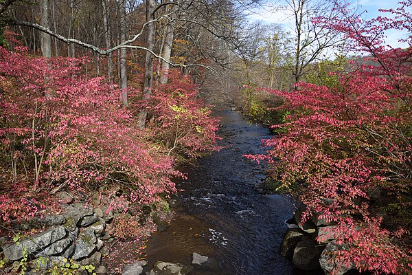 Stream near Pembroke Road (close to the New York state line), taken in November