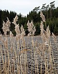 Миниатюра для Файл:Reeds by a frozen newly ploughed field.jpg
