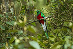 Resplendent Quetzal male - Cloud Forest in Costa Rica S4E9570 (26485498815).jpg