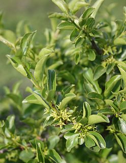 <i>Rhamnus intermedius</i> Species of plant