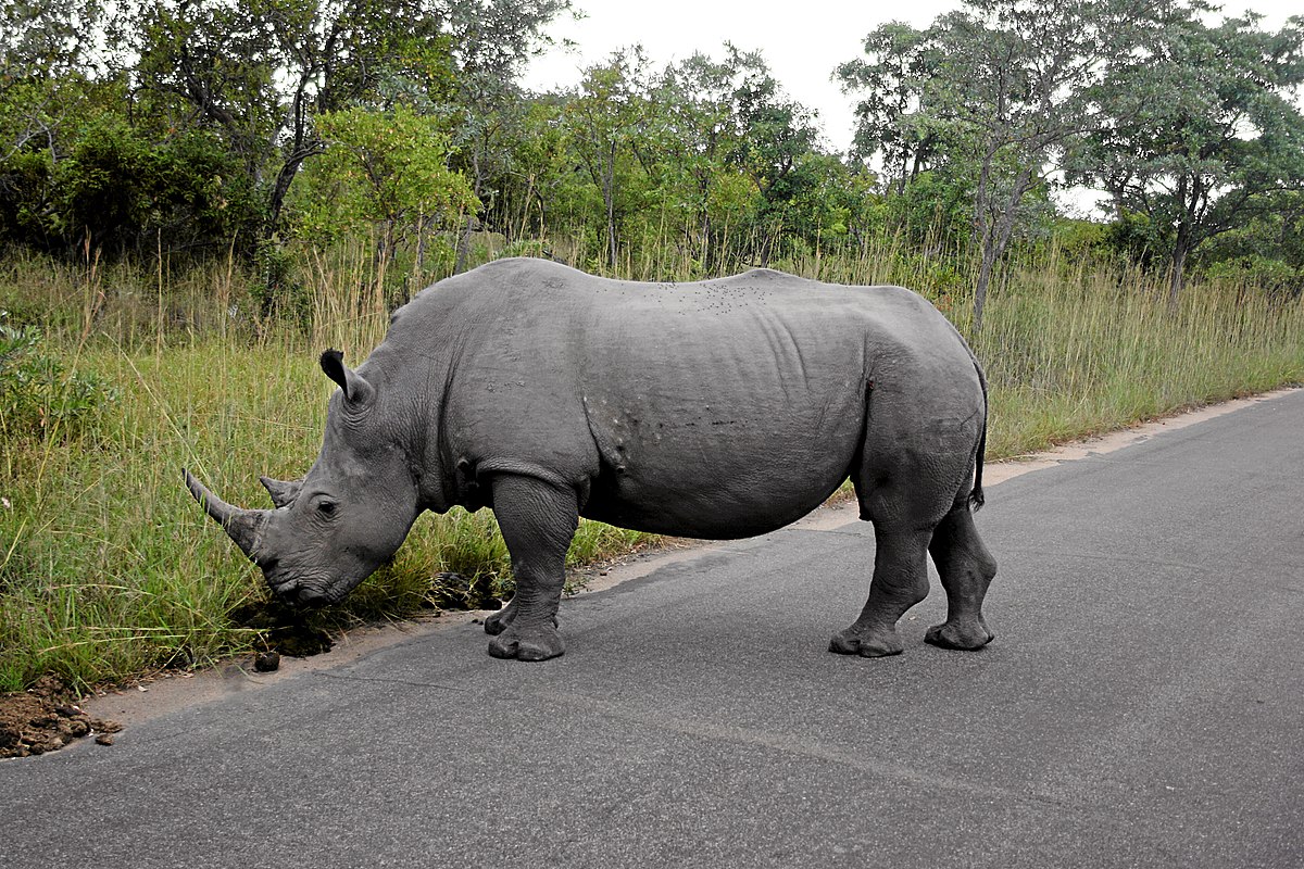 носорогу в жопе голова фото 116