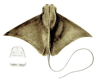 Flapnose ray species of Elasmobranchii