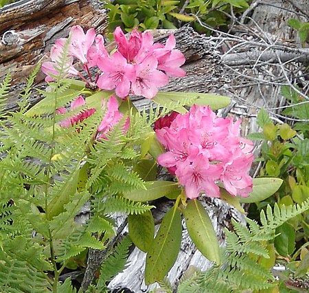 Rhododendron macrophyllum biscuit june 2005.jpg