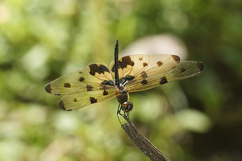 File:Rhyothemis variegata 9846.jpg