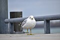 * Nomination Ring-Billed Gull spotted --Fabian Roudra Baroi 03:55, 2 April 2023 (UTC) * Promotion  Support Good quality. --Tournasol7 03:58, 2 April 2023 (UTC)