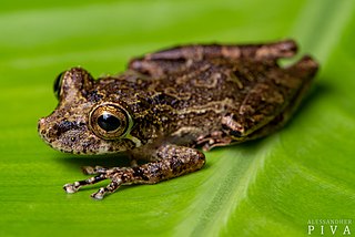 <i>Ololygon littoralis</i> Species of frog