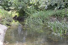 River Brain in Whet Mead, a Local Nature Reserve in Witham in Essex