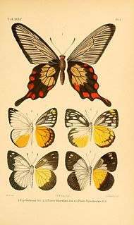 <i>Pachliopta oreon</i> Species of butterfly