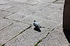 Rock pigeon 09.jpg