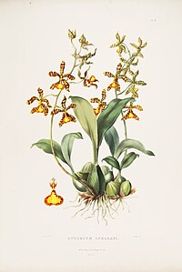 plate 21 Oncidium insleayi Rossioglossum insleayi