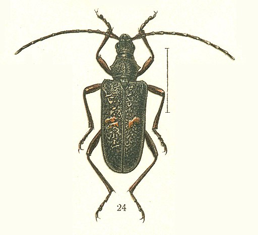 Sachalinobia koltzei