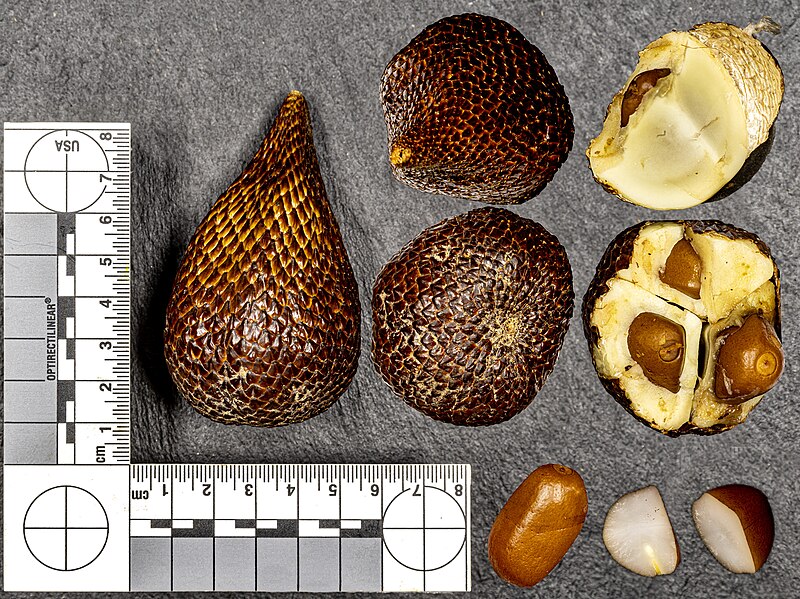 File:Salak (Salacca zalacca) jm161636.jpg