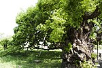 Thumbnail for Salix pierotii