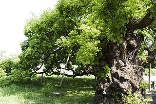 <i>Salix pierotii</i> Species of plant in the genus Salix