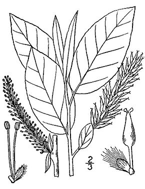 Descripción de la imagen Salix pyrifolia (01) .jpg.