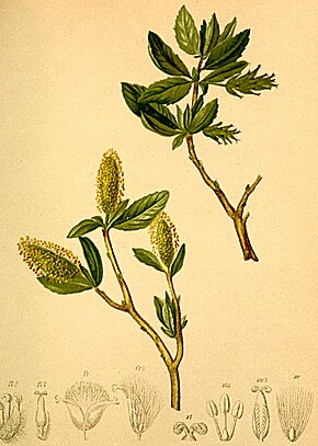 Bildebeskrivelse Salix waldsteiniana Atlas Alpenflora.jpg.