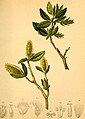 Salix waldsteiniana