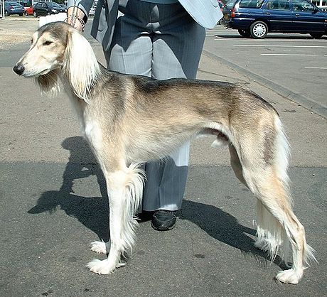 Saluki