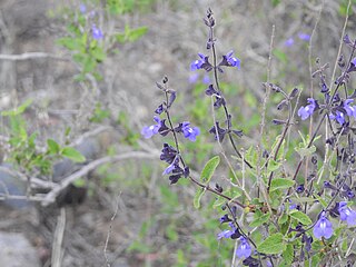 <i>Salvia cuspidata</i> Species of plant