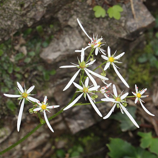 File:Saxifraga fortunei var. suwoensis (flower s5).jpg