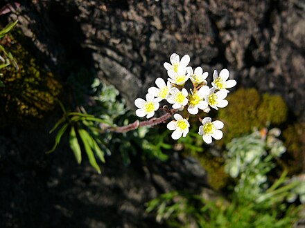Saxifraga paniculata, growing at Williams Point in the Slate Islands