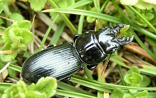 <i>Scarites vicinus</i> Species of beetle