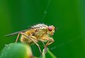Scathophaga stercoraria, mejor conocida como mosca de estiércol amarillo común o, a veces llamada, la mosca de la bosta de oro. Es uno de las más conocidas y abundantes moscas en muchas partes del hemisferio norte. Como sugiere su nombre común, a menudo se encuentra en las heces de mamíferos, especialmente en la de caballos y vacas. Por Lviatour.