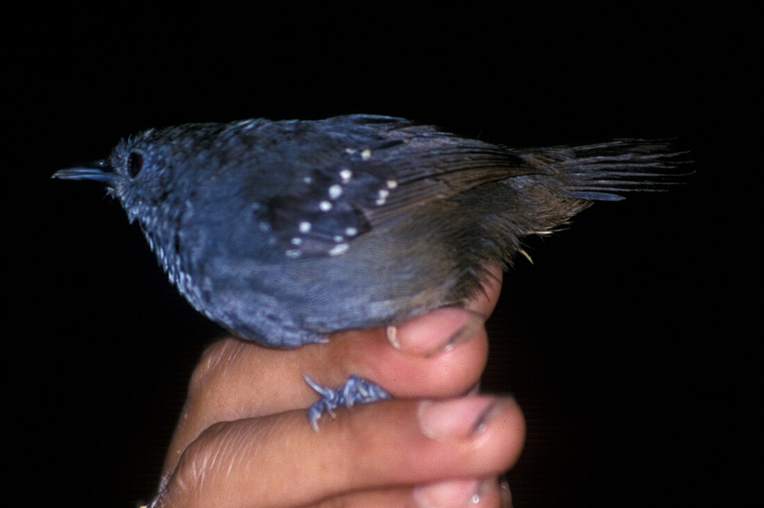 Spot-winged antbird