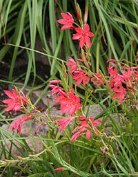 Schizostylis coccinea