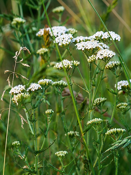 File:Schmannewitz Achillea millefolium.jpg