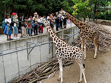 Schmiding - Giraffen.jpg