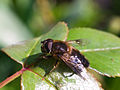 Eristalis tenax