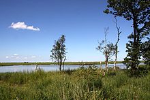 Im Schwimmenden Moor von Sehestedt