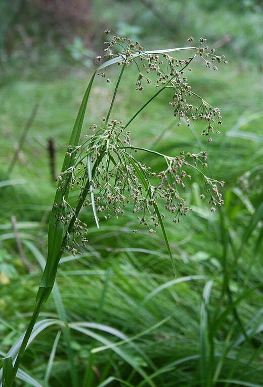 Камыш лесной. Камыш Лесной Scirpus sylvaticus. Камыш Лесной (Scirpus sylvaticus l.). Сцирпус (Scirpus)(Изолепис.камыш). Тростник Лесной.