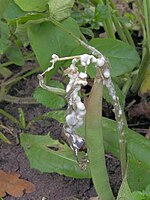 Sclerotinia sclerotiorum at Phaseolus vulgaris, sclerotienrot stamsperzieboon.jpg