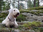 A Sealyham Terrier in the woods Sealyham terrier.JPG