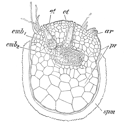 Schema van het binnen de sporewand groeiende macroprothallium van Selaginella (Engels mos) met archegonium en twee embryo's (sporofyten).