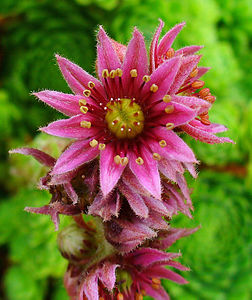 Sempervivum x funckii var. aqualiense Flowers