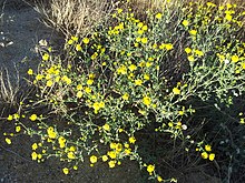 Senecio gallicus.jpg